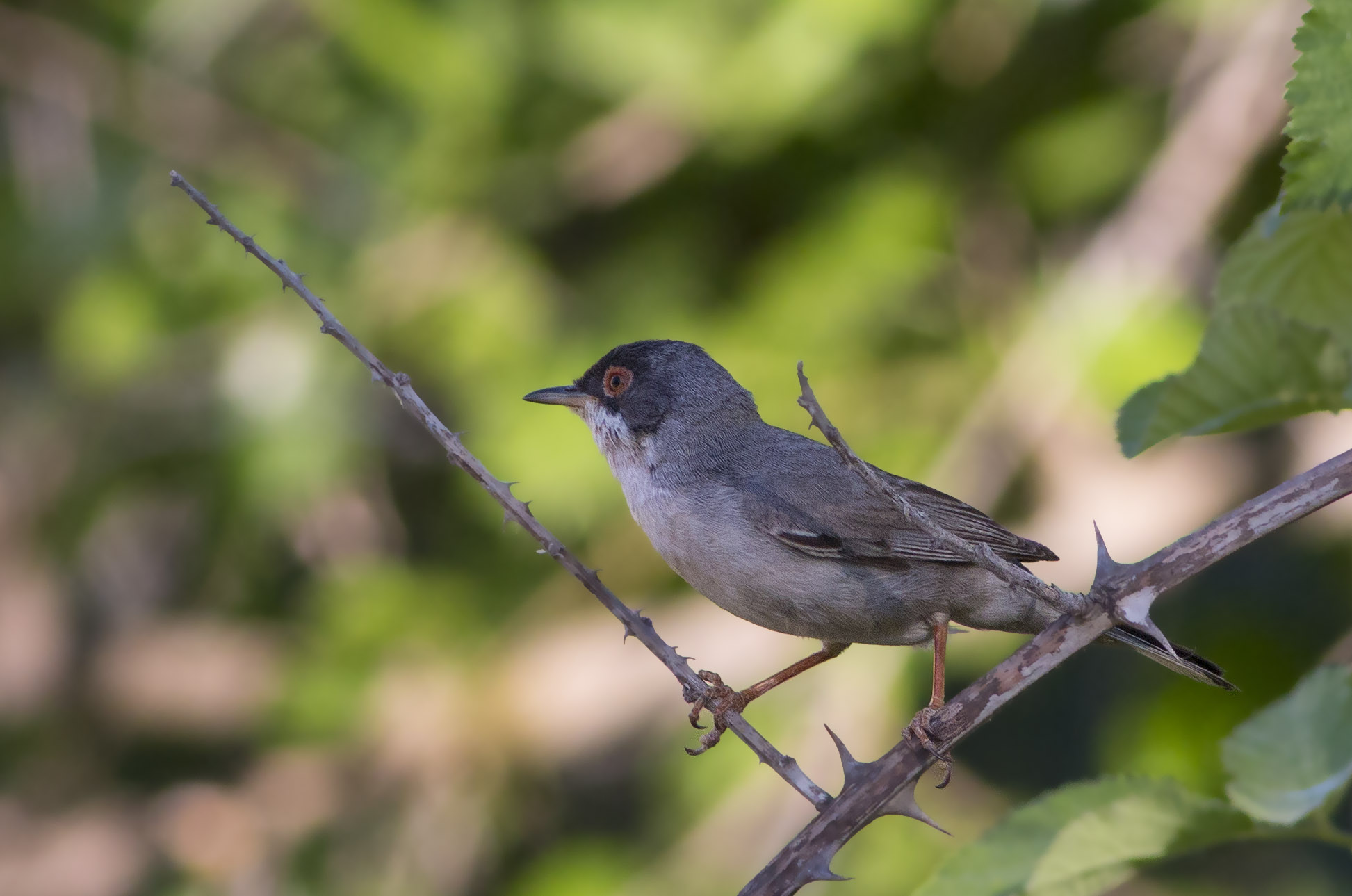 Sardinian Warbler